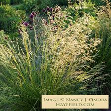 Image result for Deschampsia