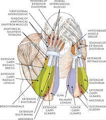 Identify the main muscles of the body, using the accompanying diagram; Muscles Of The Arm And Hand Classic Human Anatomy In Motion The Artist S Guide To The Dynamics Of Figure Drawing