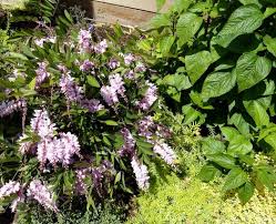 Image result for Indigofera demissa