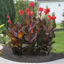 Pin By Shae On Flwers 2 Planting Flowers Canna Lily Landscaping Tropical Landscaping