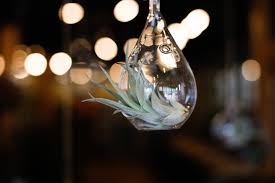 Medium tillandsia ornaments, air plant ornaments, air plant hangers, hanging plants garden, bromeliads, house warming gift, brass decor, these delightful hanging ornaments are composed of. Air Plants Hanging Free Stock Photo Negativespace