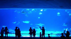 Maybe you would like to learn more about one of these? Big Aquarium Picture Of National Museum Of Marine Biology And Aquarium Checheng Tripadvisor