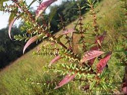 Image result for Ammannia baccifera