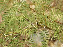 Image result for Prosopis glandulosa