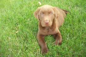 German shepherd puppy in under 5000 in femal german shepherd puppy price under in 5000 ru. Silver Labrador Puppies Pets And Animals For Sale Indiana