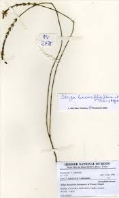 Image result for Striga linearifolia