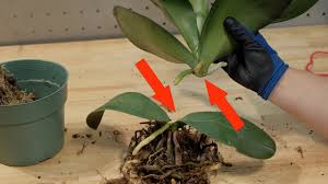 Image result for orchid cuttings