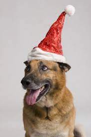 German Shepherd Dog Wearing A Santa Hat German Shepherd Dogs Dog Wear Pet Holiday