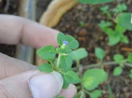 Image result for Stemodia serrata