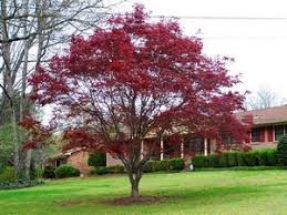 Maybe you would like to learn more about one of these? 33 Japanese Maple Trees Ideas Japanese Maple Japanese Maple Tree Maple Tree