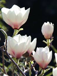 Image result for magnolia soulangeana