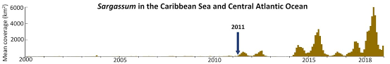 Sargassum Seaweed In Ocean Stretches From Gulf Of Mexico To