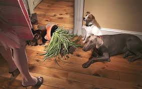 There are actually two reasons. Guide To Insuring Your Home Against Pet Damage Lv