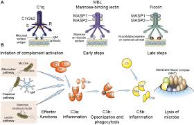 Image result for Complement Pathway