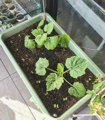 Use seed raising mix in a large pot. Tips On Planting And Growing Zucchini In Containers Or Pots