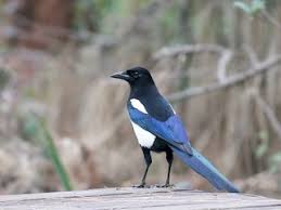 Researchers recognize 17 different species across 4 different taxonomic genuses. Oriental Magpie Pica Serica Birds Of The World