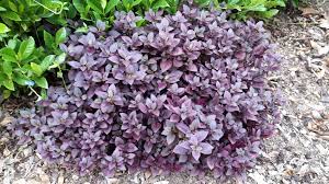 Alternanthera dentata 'brazilian red hots'. Alternanthera Dentata Little Ruby Alpine Nurseries