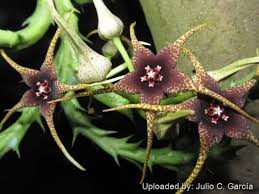 Image result for Salacia rhodesiaca