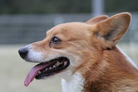 横顔 動物 犬 コーギー