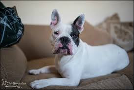 Roka is a french bulldog and jack russell mix (he is 9 weeks). Ernie 3 5 Year Old Male French Bulldog Cross Old Tyme Bulldog Available For Adoption