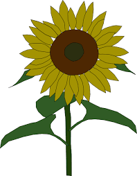 See more ideas about flower drawing, flowers, botanical illustration. Wow 28 Gambar Bunga Matahari Clipart Gambar Bunga Indah