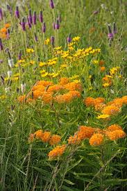 Image result for Asclepias