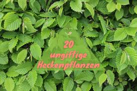 Diese stellt nicht nur optisch eine bereicherung für jeden. Ungiftige Heckenpflanzen Diese 20 Arten Sind Kinderfreundlich Gartenlexikon De