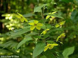 Lysimachia makes a good cut flower and with amsonia and platycodon boasts some of the most striking fall color to be had in a perennial garden. Lysimachia Ciliata Alchetron The Free Social Encyclopedia