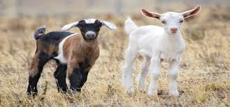 goat reproduction puberty and sexual maturity goats