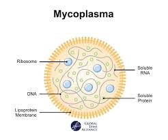 Image result for Mycoplasma