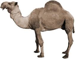 A camel can drink 30 gallons (113.56l) in ten minutes. Camels Facts Living In The Desert