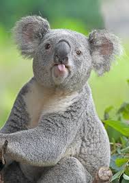Fun Koala Facts For Kids Interesting Information About Koalas Description From Seguro Por Dias Com I Searched For Animals Funny Animal Photos Cute Animals