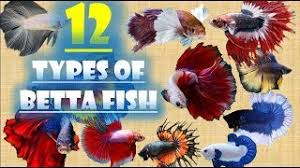 Betta fish are well known for their beautiful tails & fins. 12 Types Of Betta Fish Youtube