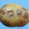 Dicamba injury to tomato leaves. Https Encrypted Tbn0 Gstatic Com Images Q Tbn And9gcsemjmjfupmwex2mbtelgrqmcmjnz21ftyz0q9ckd7nez1xxty6 Usqp Cau