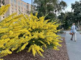 Image result for Acacia