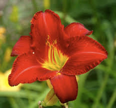 Two thirds of the genetics from miles double line, which was a hardy double line. Hemerocallis Chicago Apache Daylily Stonepocket Know What You Grow
