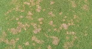 how to get rid of dollar spot grass disease dollar spot