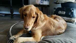 2 golden retriever puppies for sale in oregon. Bend Or Golden Retriever Meet Maggie A Pet For Adoption
