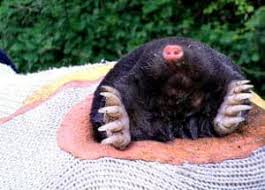 They eat garden pests and are themselves a food great idea that i will try right away for the the short term. 5 Best Mole Repellents In 2021 Detailed Reviews