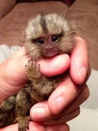 Super Cute Cute Baby Monkey Pet Monkey Cute Monkey