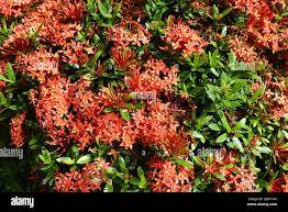 Image result for Ixora nana