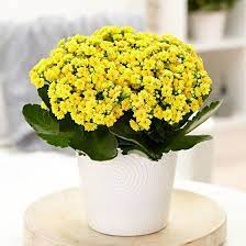 10 Sun Loving Indoor Plants In 2021 Plants Kalanchoe Blossfeldiana Indoor Plants