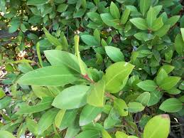 Image result for Pterocelastrus