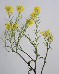 Image result for Sisymbrium orientale