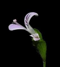 Image result for Hypoestes triflora