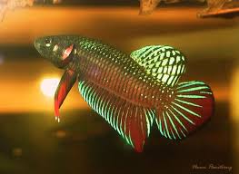 Betta Splendens Siamese Fighting Fish Betta Betta Fish Betta Aquarium