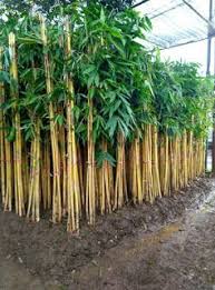 Harga Jual Bambu Panda Kuning Bambu Taman Gambar Bambu Panda Kuning Taman Bambu Tanaman