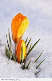 Flowers Winter Flowers Crocus Flower Yellow Flowers