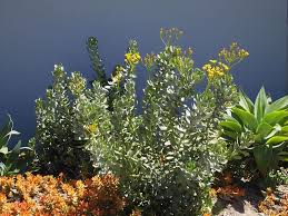 Image result for Senecio propior