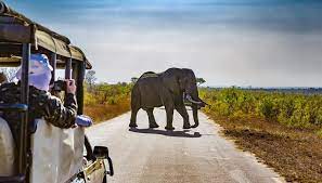 10 Safari Tours to Book in Your Lifetime | The Discoverer